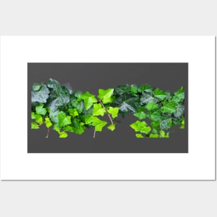 green ivy plant Posters and Art